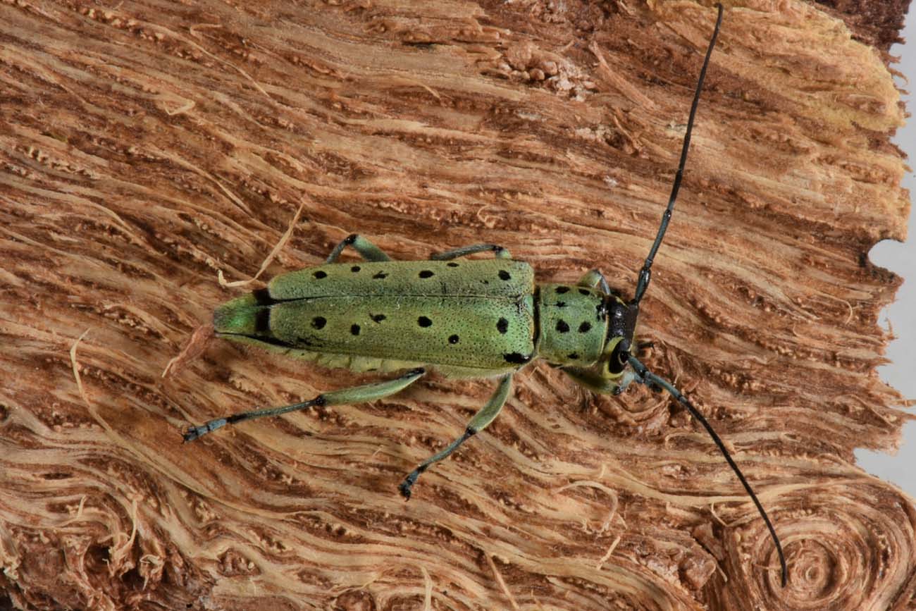 Cerambycidae:  Saperda punctata? S  !